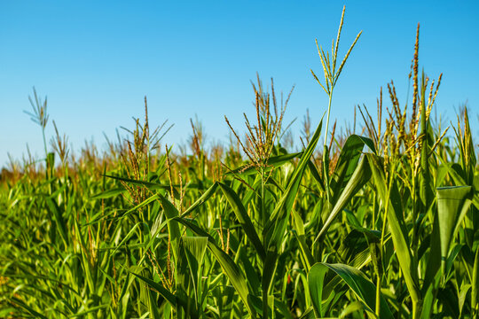 Field with young green stems of corn on a blue background. Corn growing business on a private farm.
