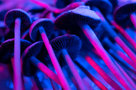 Psilocybin mushrooms or shrooms magic mushrooms