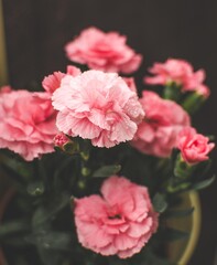 Pink flowers with water drops - obrazy, fototapety, plakaty