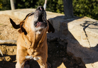 Viejo y marrón perro de raza cimarrón uruguayo disfrutando de un día soleado en el parque
