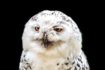 Fototapeta premium Female snowy owl, Bubo scandiacus, close-up front view against dark background.