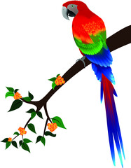 Scarlet macaw Green wing macaw on a flower branch. Vector illustration. © DilharaJayathilake
