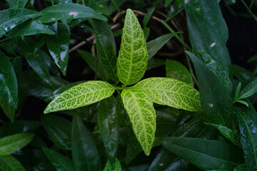leaves