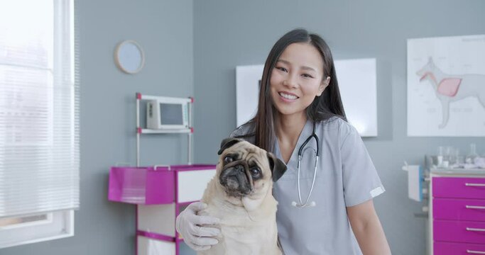 Young beaming female veterinarian embracing calm pug dog after examination at veterinary clinic and looking at the camera. Vet standing in medical suit and stethoscope. Concept pets care, veterinary