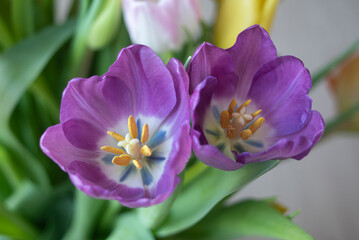 Obraz na płótnie Canvas Tulips