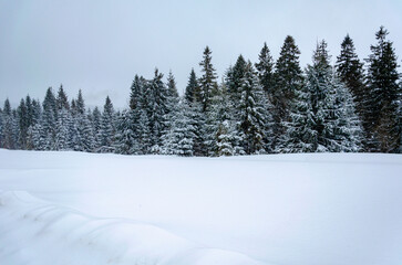 Winter landscape scene. Pine trees under a large layer of snow. Snowfall in the highlands. Harsh winter. Natural photos in winter.