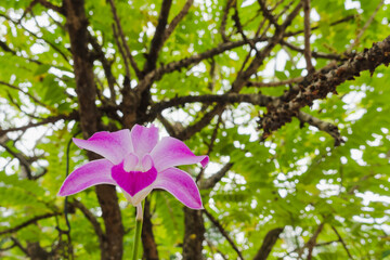 purple orchid sits on a branch under a gooseberry