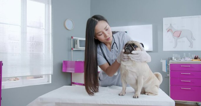 Middle plan of female veterinarian checking dogs teeth. Vet doctor examines the animal. Happy woman working in hospital in medical suit. Concept of pets care, veterinary, healthy animals