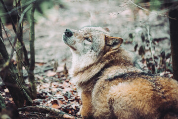 Wolf blickt nach oben