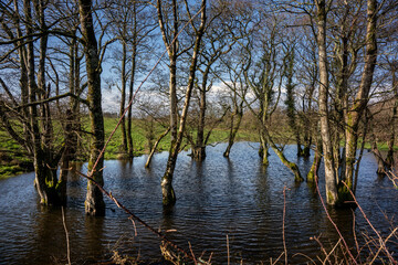 Flooded trees after heavy rain in Ireland
