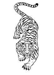 Hand Drawn of Black and White Crouching Angry Tiger