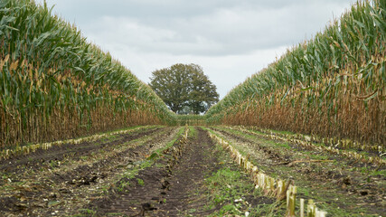 Fototapeta na wymiar Straight path with maize stubble through a field of maize with plants on both sides