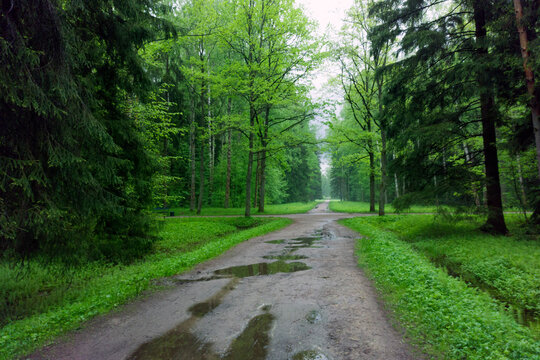 The road in the forest after the rain.