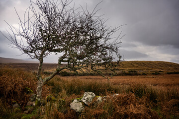 The isolated Hawthorns can take beautiful shapes, silhouettes formed by the wind. In Ireland, the Hawthorn was traditionally considered a sacred tree and called Lonely tree or Fairy tree. 