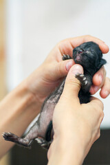 A small newborn kitten that has not yet opened its eyes after birth. The tiny kitten is sleeping. Beautiful little kitty.