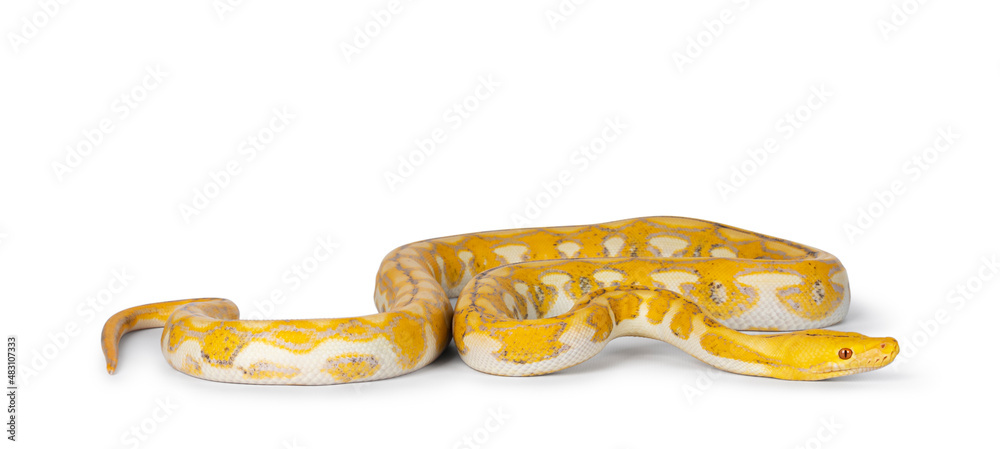 Poster Female juvenile Reticulated python aka Malayopython reticulatus snake, full length isolated on a white background. Tongue out.