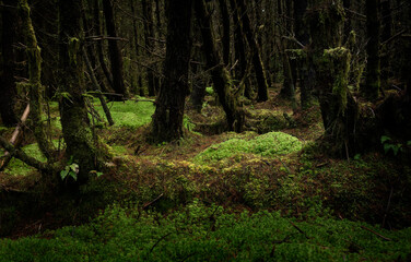 Dark forest with pine trees in Ireland. The soil is coverd with green mosses.