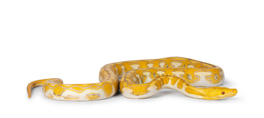 Female juvenile Reticulated python aka Malayopython reticulatus snake, full length isolated on a white background. Tongue out.