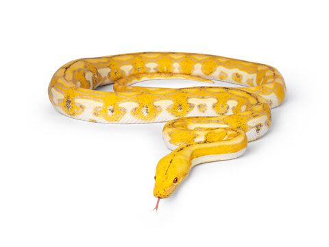 Female juvenile Reticulated python aka Malayopython reticulatus snake, full length isolated on a white background. Tongue out.