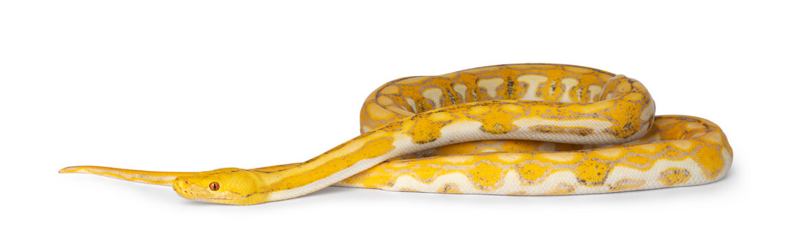 Female juvenile Reticulated python aka Malayopython reticulatus snake, full length isolated on a white background. 