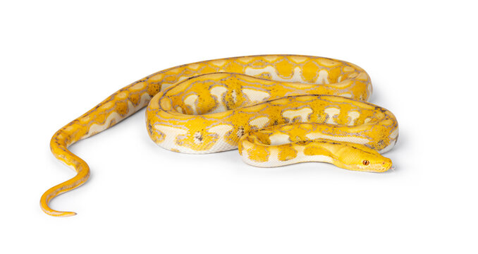 Female juvenile Reticulated python aka Malayopython reticulatus snake, full length isolated on a white background. 