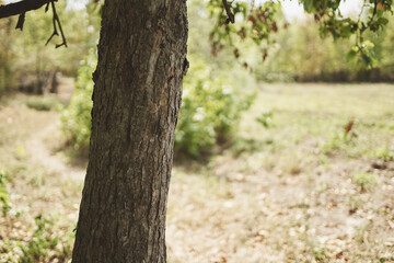 tree trunk outdoors green cabbage leaves dry grass summer