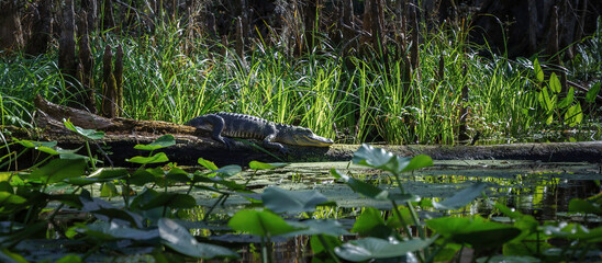 Florida Alligator sunning on a log  - obrazy, fototapety, plakaty