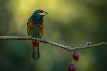 Portrait of a great barbet on a clean perch at an artificial hide in Sattal, Uttarakhand