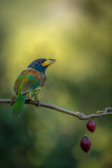 Portrait of a great barbet on a clean perch at an artificial hide in Sattal, Uttarakhand