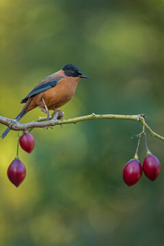 Portrait of a rufous sibia on a clean perch at an artificial hide at Sattal, Uttarakhand