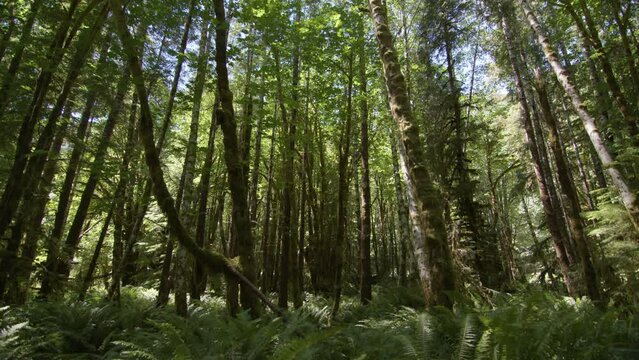 Old-growth tree and rainforest on Vancouver Island Canada, Harris Creek Sitka Spruce Recreation Site