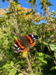 butterfly on a flower