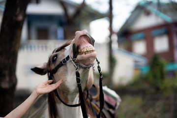 Fototapeta premium Close-up of a woman touching her horse with her hand with love