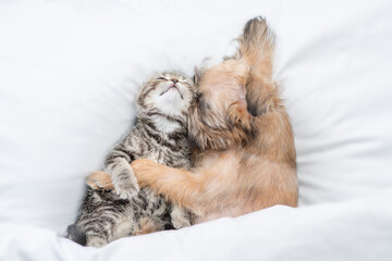 Lovely Brussels Griffon puppy hugs tiny gentle kitten under white warm blanket on a bed at home. Top down view