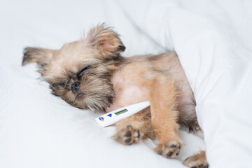 Sick Brussels Griffon puppy sleeps on a bed at home with a thermometer under the paw. Top down view
