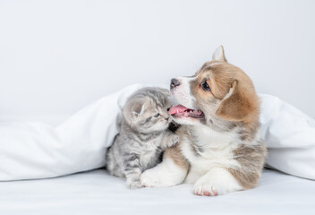 Tiny kitten plays with Friendly Pembroke Welsh corgi puppy  under warm blanket on a bed at home. Empty space for text