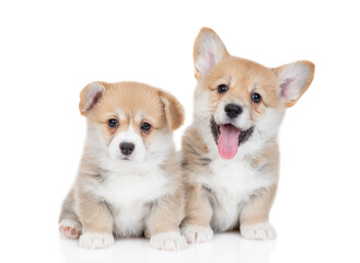 Two Pembroke Welsh Corgi puppies sit and looks at camera together. isolated on white background