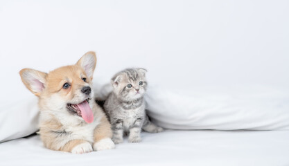 Cute Pembroke welsh corgi puppy and gray kitten sit together under warm blanket on a bed at home and look away on empty space