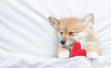 Pembroke Welsh corgi puppy  sleeps on a bed at home with red heart. Top down view. Empty space for text