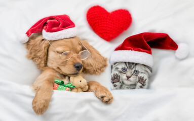 English Cocker spaniel puppy and tiny kitten wearing santa hat sleep together withred heart under white warm blanket on a bed at home. Dog  hugs toy bear. Top down view