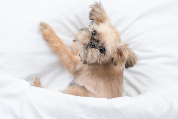 Brussels Griffon puppy lying under white warm blanket on a bed at home. Top down view