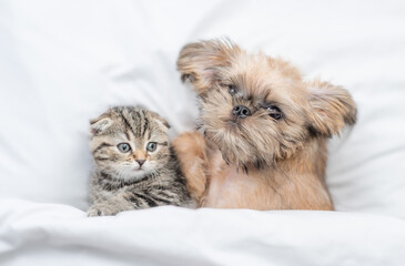 Friendly Brussels Griffon puppy lying with tiny tabby fold kitten under white warm blanket on a bed at home. Top down view