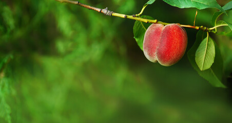 Ripe peach on a branch in a green garden. banner.
