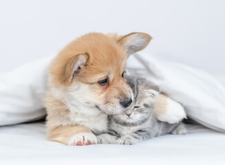 Friendly Pembroke Welsh corgi puppy hugs tiny kitten under warm blanket on a bed at home