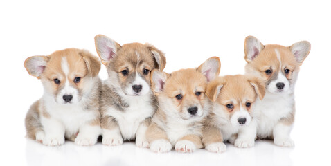 Five Pembroke Welsh Corgi puppies sit and look at camera together. isolated on white background