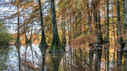 Cyprès chauves à l'étang enchanté de Boulieu, Saint-Baudille-de-la-Tour, Isère, France