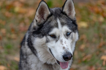 Naklejka na ściany i meble curious Siberian husky portrait in autumn meadow, tongue out, brown and blue eye