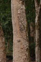 Traços de extração de latex de uma seringueira, em Belterra, pará