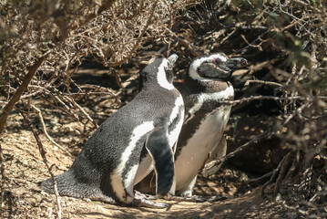 Amerique Sud Argentine Province Chubut Peninsule Valdes  pampa  animaux manchot pingouin magellan...