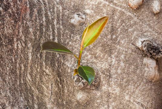 Ficus tree trunk with green leaves and one yellow leaf. A young twig of ficus grows from the trunk of an old tree.